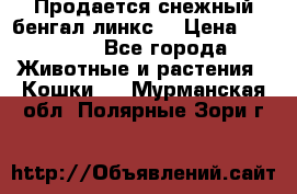 Продается снежный бенгал(линкс) › Цена ­ 25 000 - Все города Животные и растения » Кошки   . Мурманская обл.,Полярные Зори г.